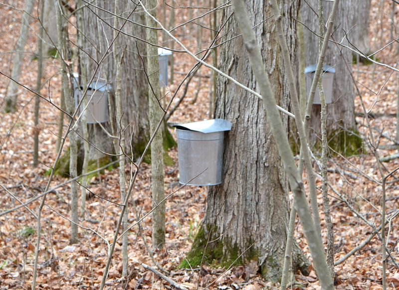 Maple Tree taps in Stillwater Nature Preserve