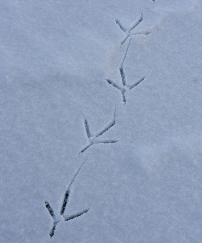 Blue Heron tracks on our pond