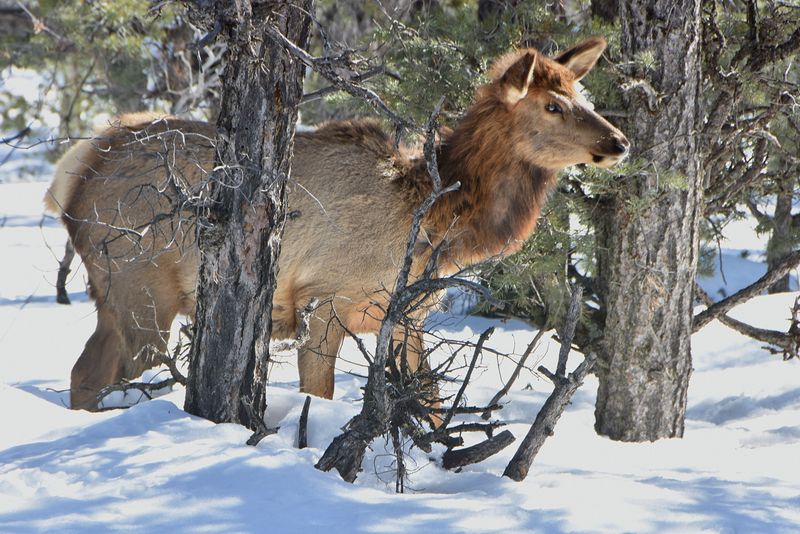 Elk looking for food (they were nibbling on juniper tree branches)