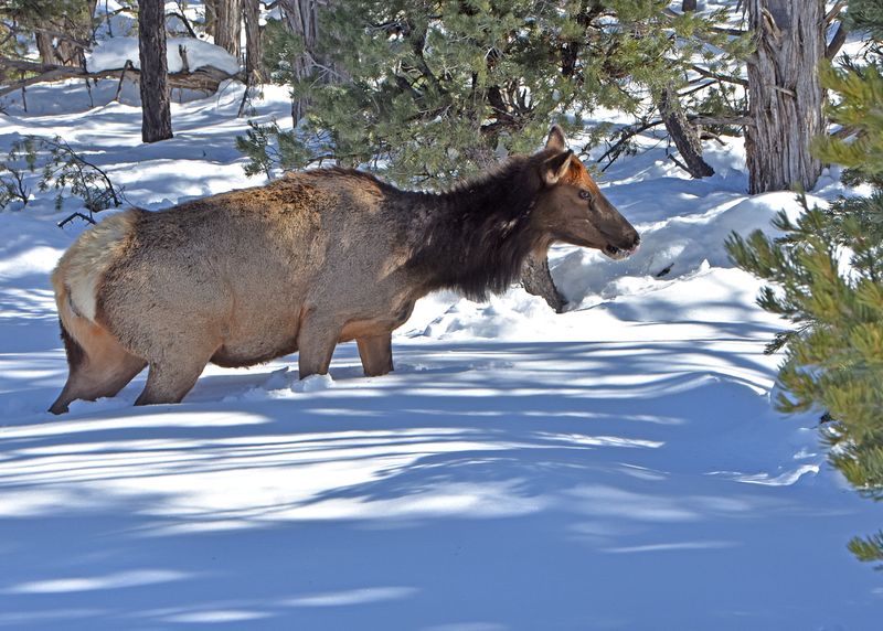 Elk in deep snow