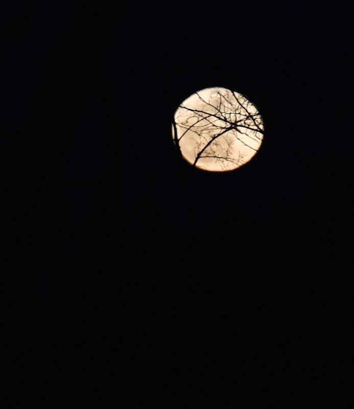 Moonrise through the trees