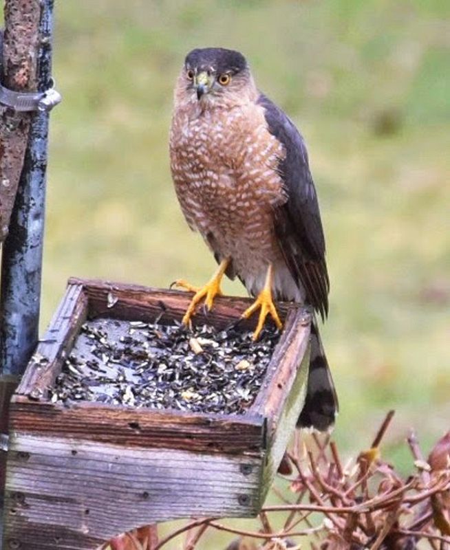 Cooper Hawk sitting in the bird feeder (waiting for a bird to eat)