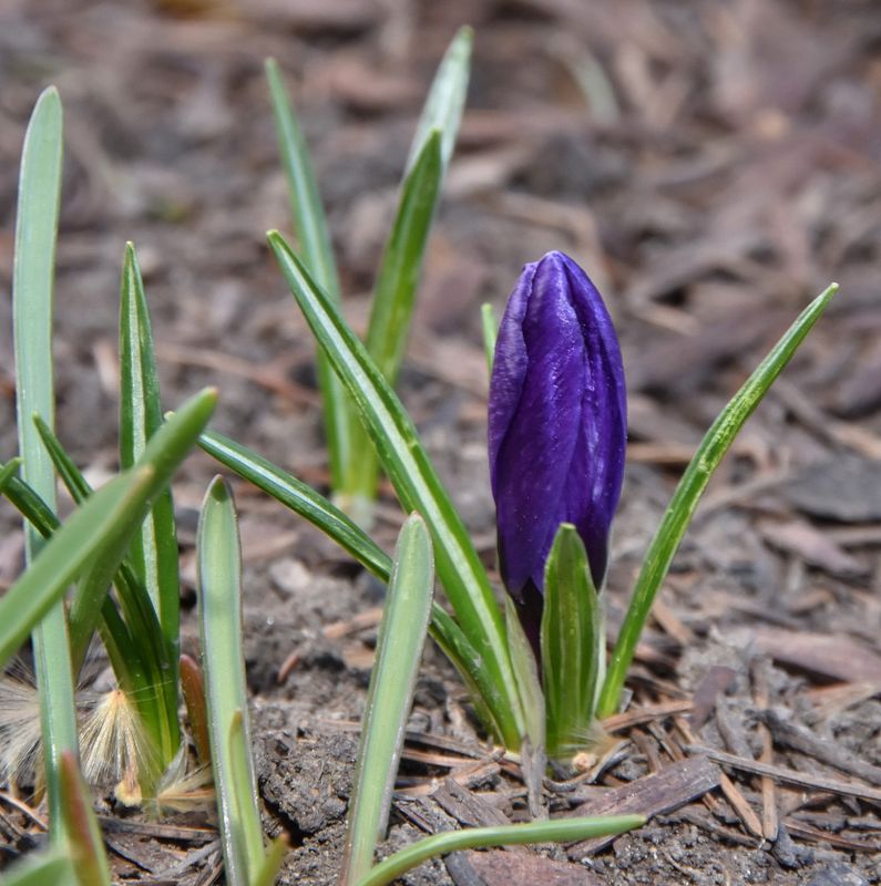 Not quite blooming on the first day of Spring (Crocus)