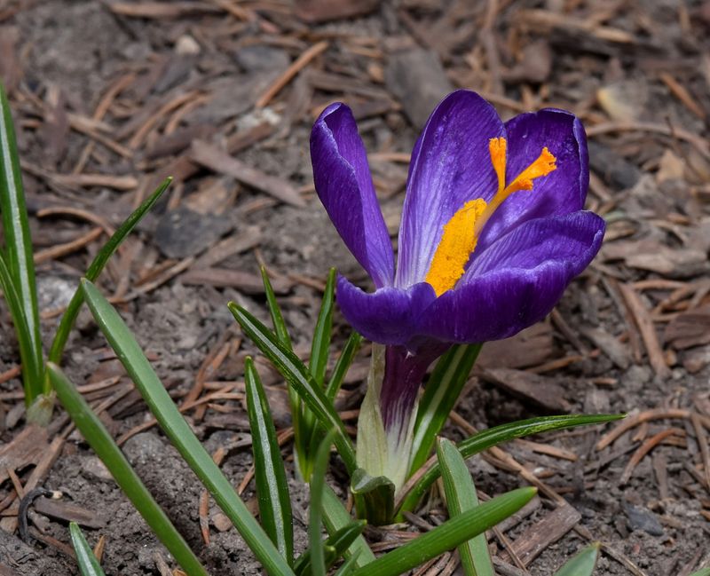 Crocus Bloom on the First Full Day of Spring