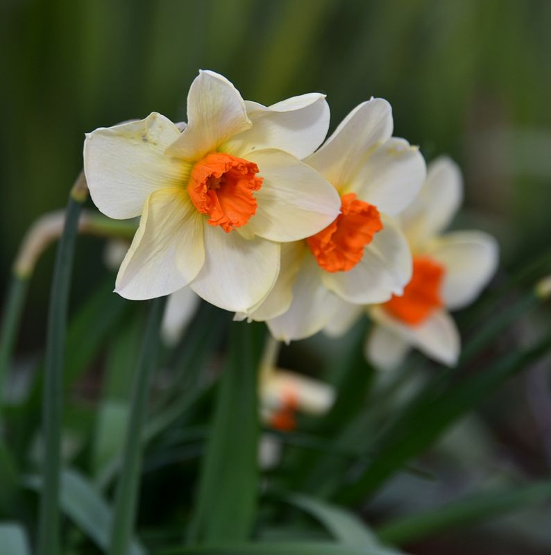 Brenda's Narcissi Blooming