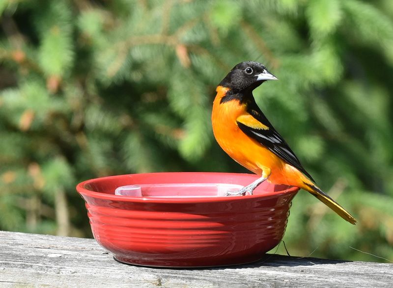 Baltimore Oriole at the jelly feeder