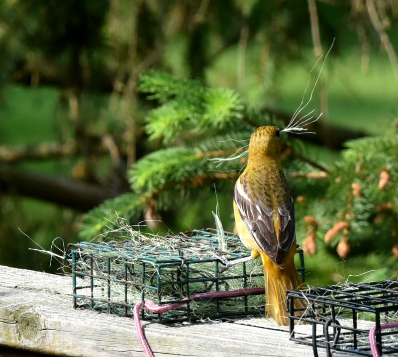 Female Baltimore Oriole gathering string for nest building