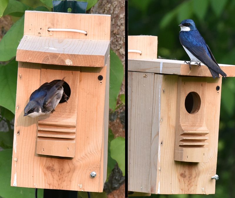 Tree Swallows (Female and Male tending to their 5 eggs)