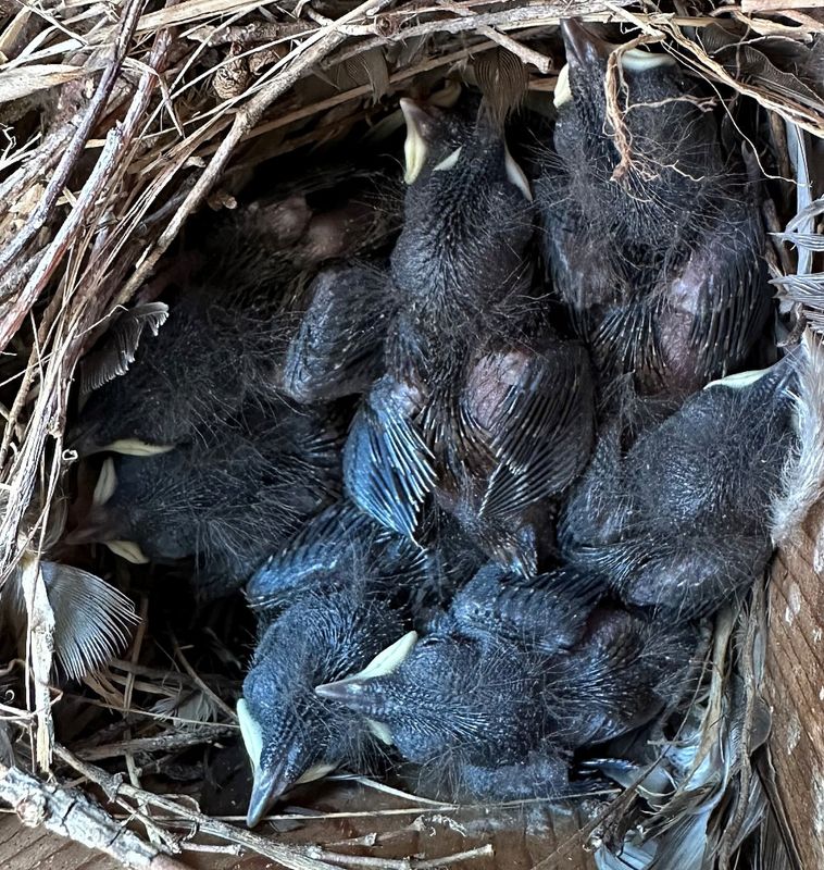 8 Young House Wrens