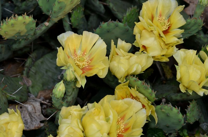 Paddle Cactus Blooms