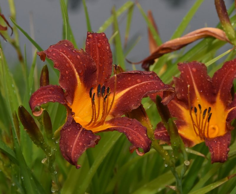 Lilies at the pond