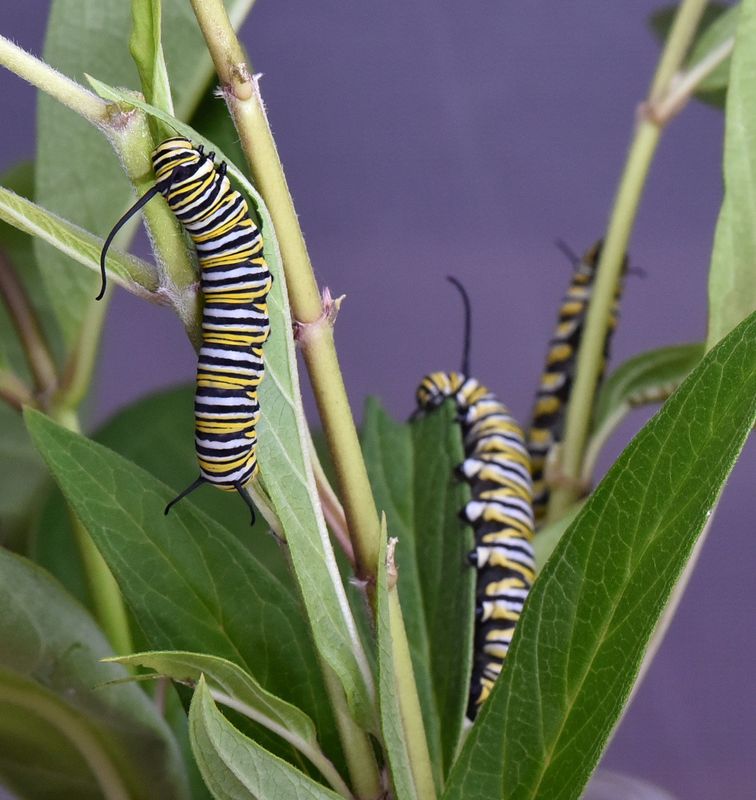 First Monarchs of the Year