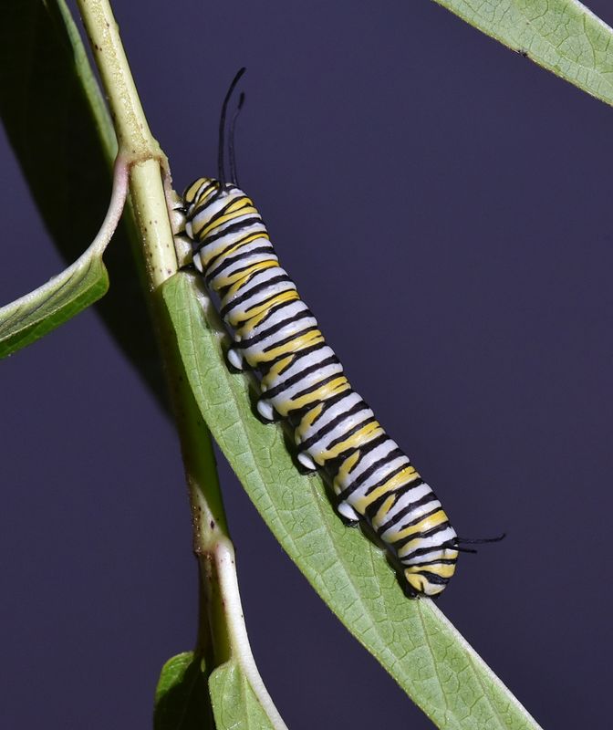 Monarch Caterpillar on a Swamp Milkweed plant