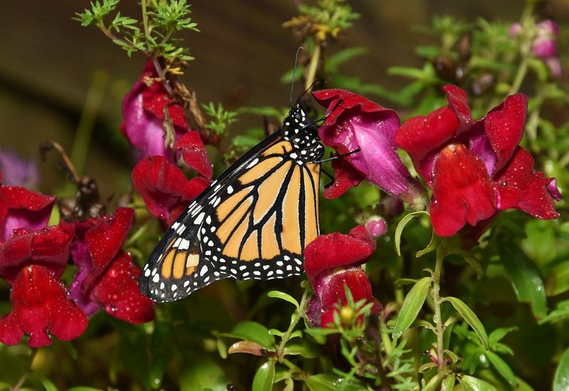 The 11th Monarch we've released