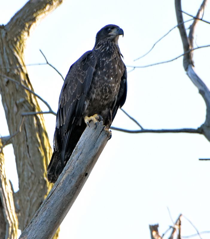 Young Bald Eagle at the north pond nature reserve