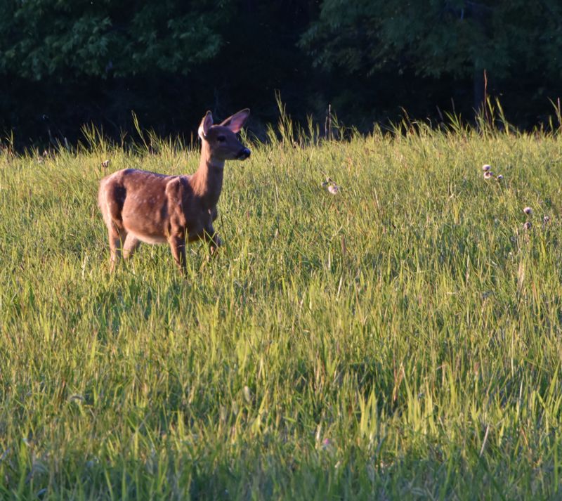 Young whitetail at dusk
