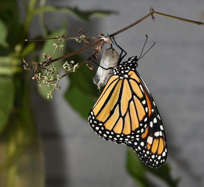 Stowaway Monarch Butterfly 30 minutes after emerging from its chrysalis