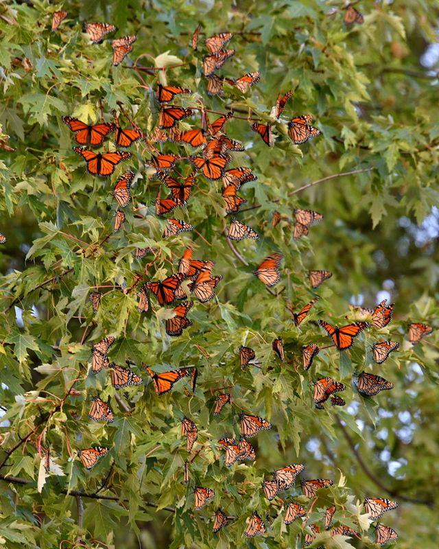 Monarchs butterflies clustered on a friends tree
