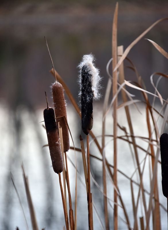 Cattail starting to spread it's seed (millions of them)