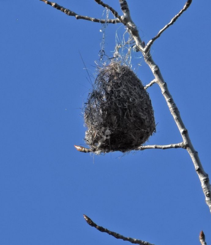 Baltimore Oriole nest from early summer