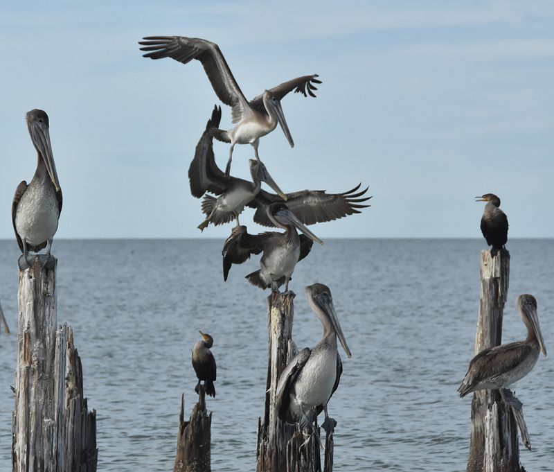 Pelicans Landing