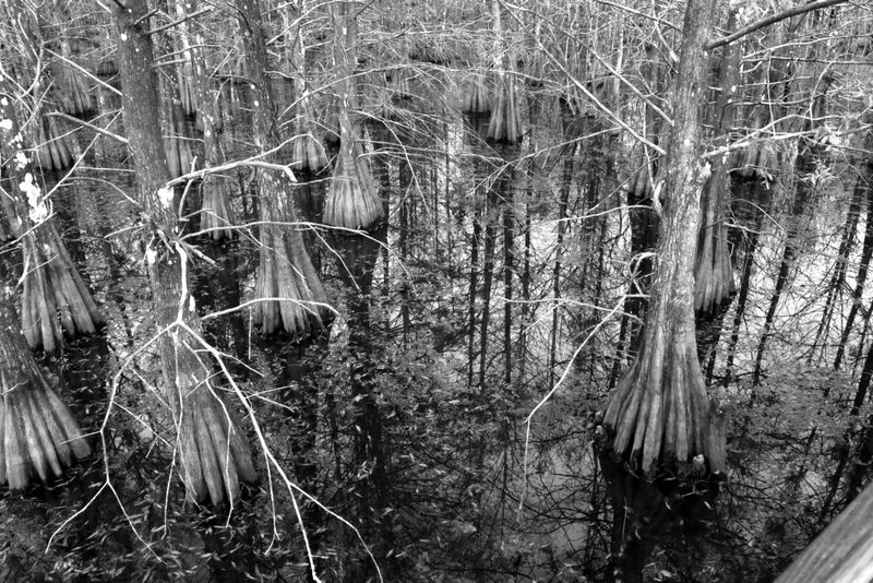 Bald Cypress Trees in a swamp