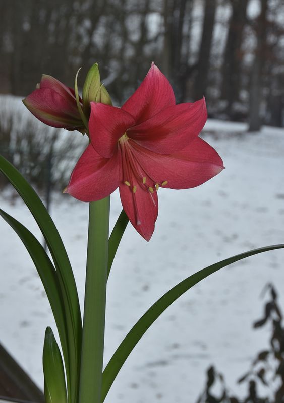 Amaryllis Blooms (in front of our patio window)