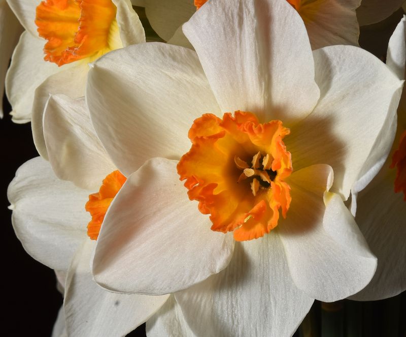  Daffodil - (Narcissus)