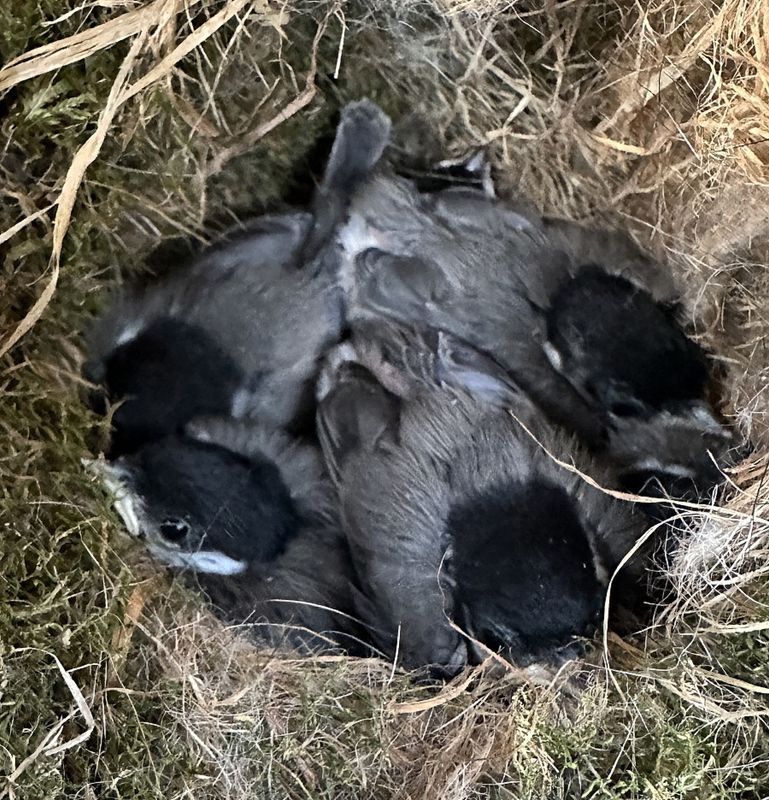 Chickadees about ready to leave the nest