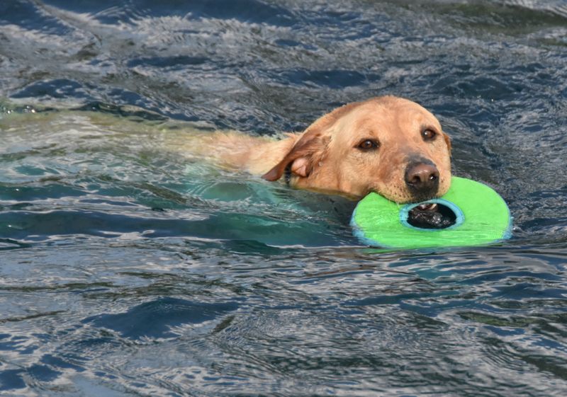 Tucker loves the water!