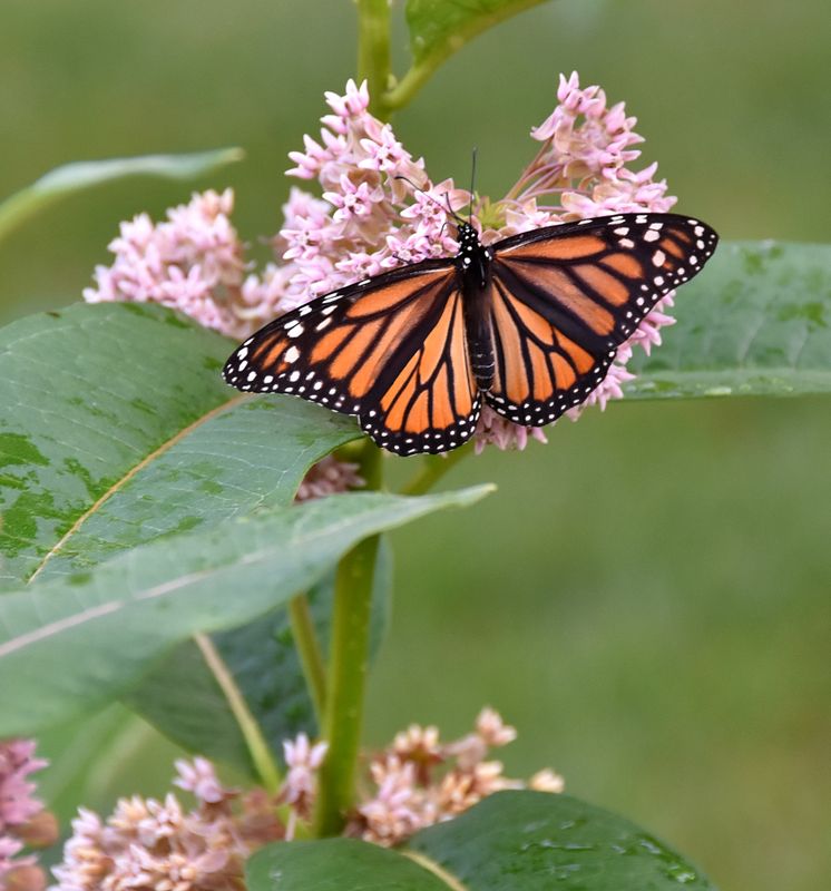 Monarch Butterfly Enjoying our Milkweed in the Garden