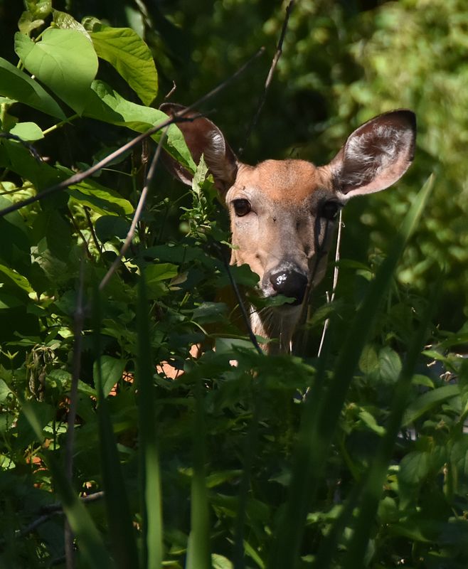 Curious Deer