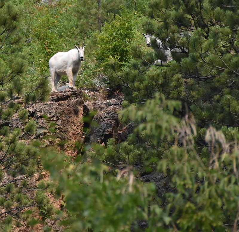 Mountain Goats