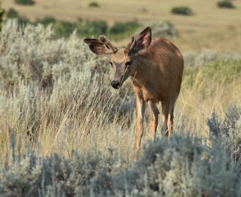 Young Mule Deer