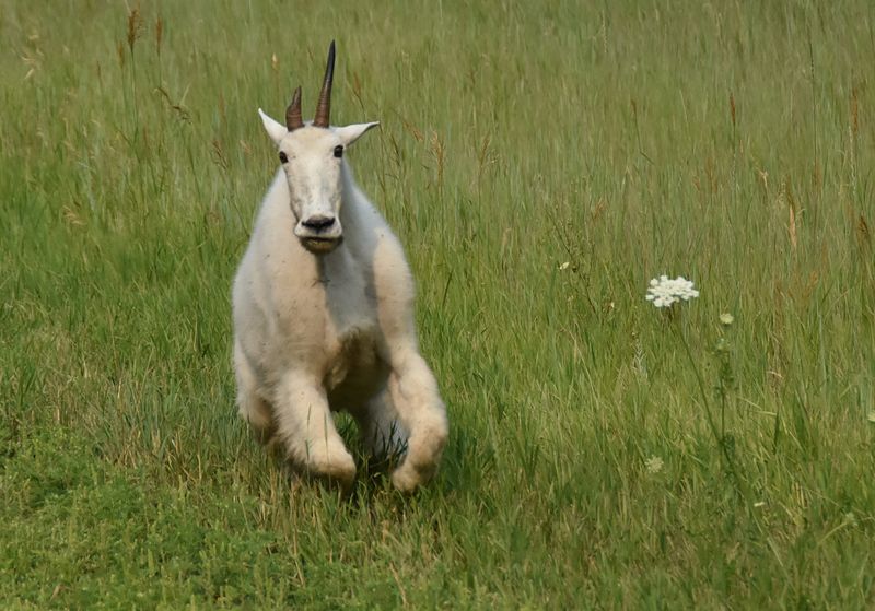 Fast moving Mountain Goat