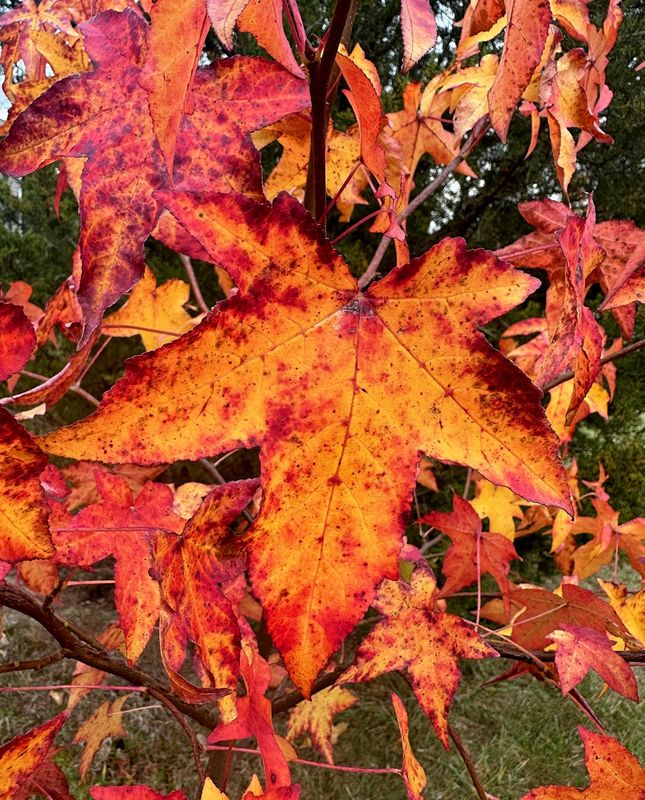 Sweet Gum Leaves