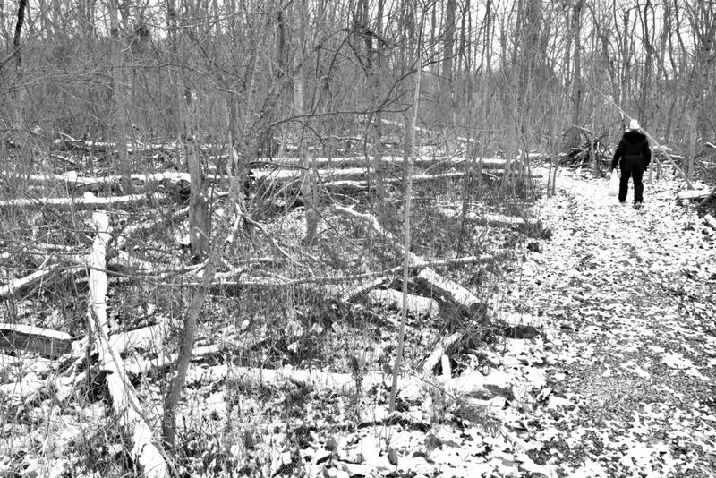 Walk in the Woods (dead ash trees that have fallen)