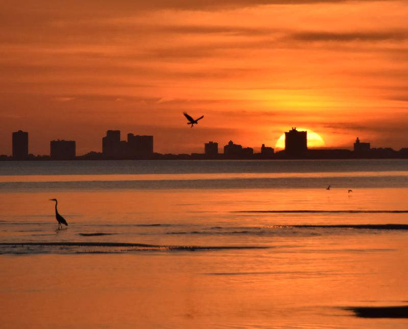 Sunrise (Osprey and Heron)