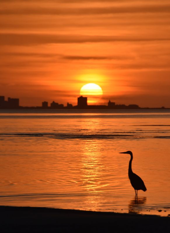 Sunrise with Heron