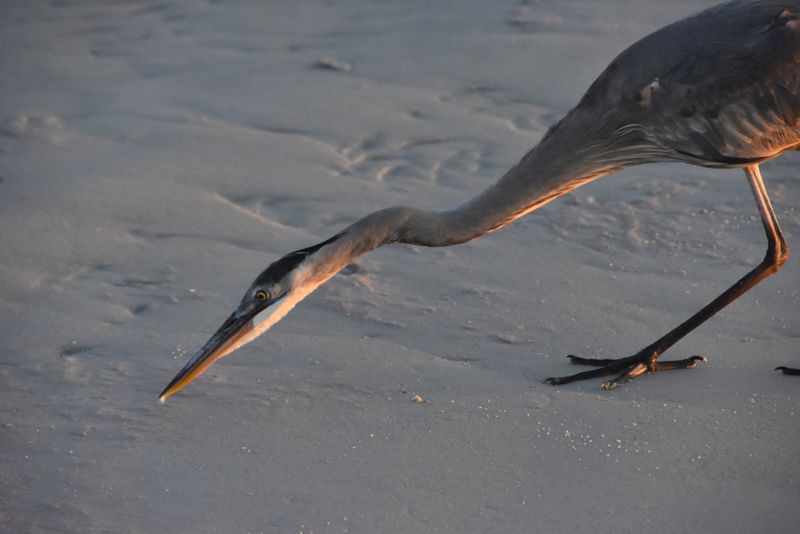 Heron picking up a tiny meal (beach insect)