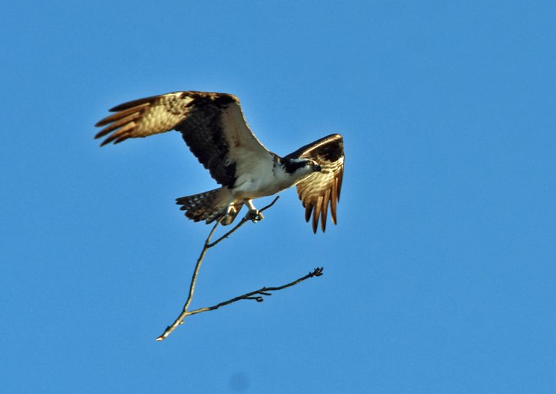 Osprey Hauling in Nesting Material