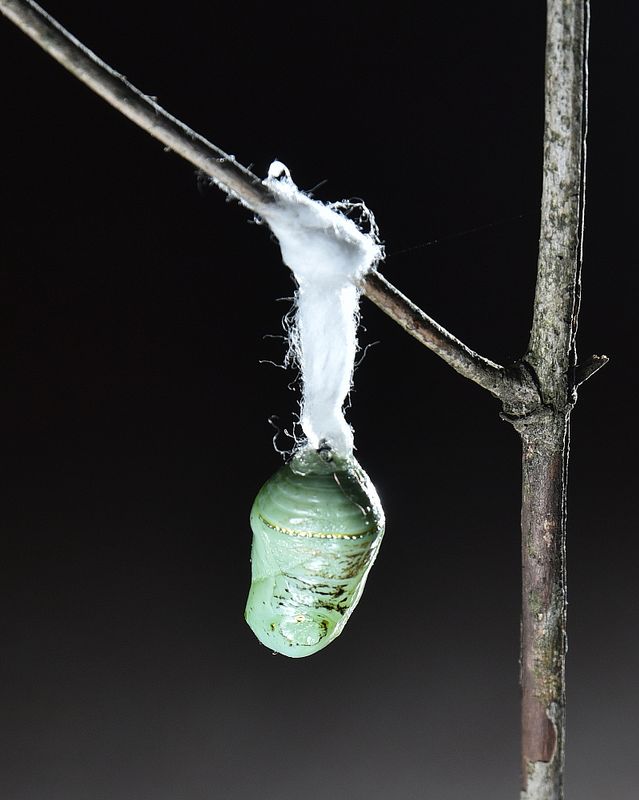 Monarch Butterfly Chrysalis