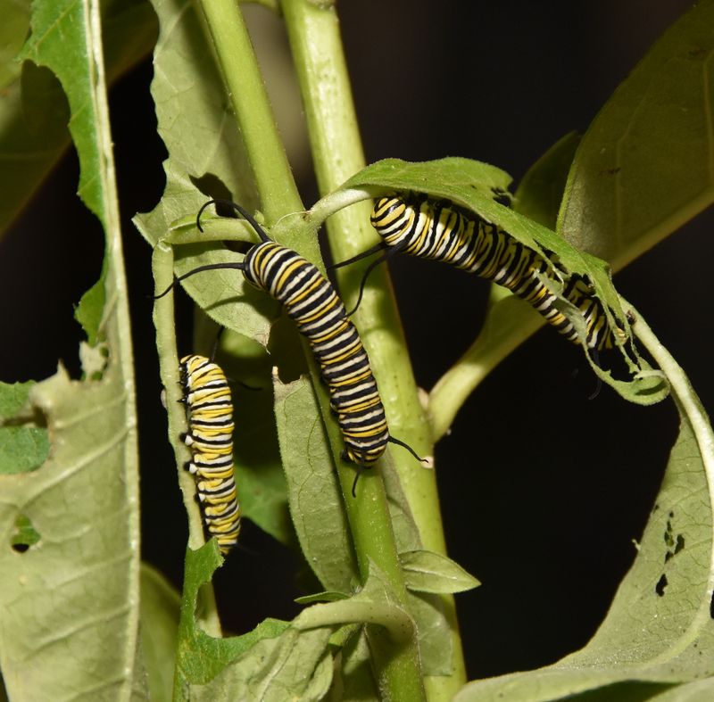 Monarch Caterpillars