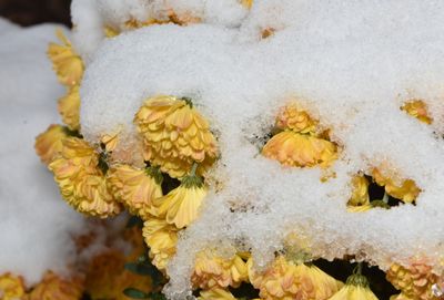 Snow on Brenda's Mums