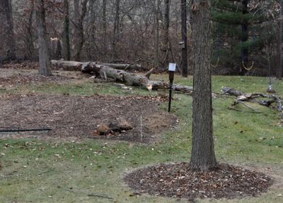 Another Dead Ash Tree in the Yard