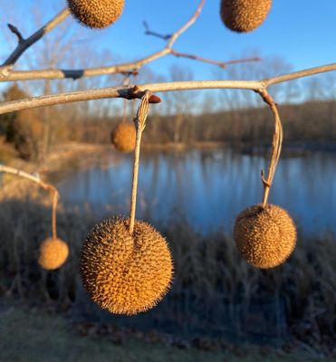 Sycamore Tree Seed Pods