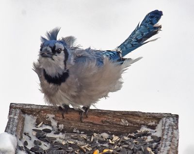 Blue Jay having a bad hair day (-9F, 30mph wind) 