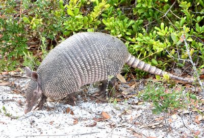 Armadillo