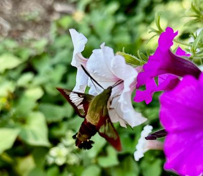 Clearwing Hummingbird Moth