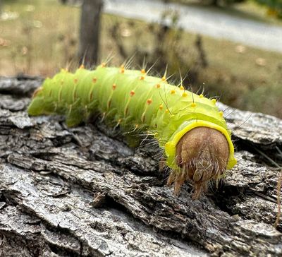 Luna Moth Caterpillar